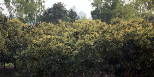 ফুলে ভরপুর লিচু বাগান, রেকর্ড ফলনের আশা
